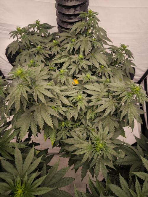 Blue Gelato & Mona Lisa. Week 7 - Blue Gelato 