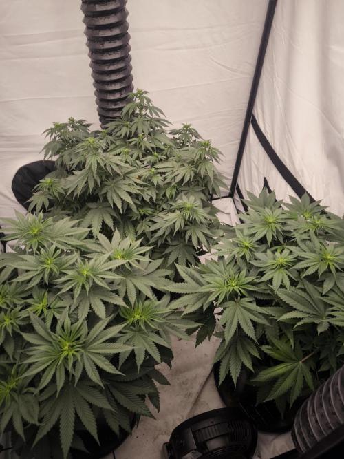 Blue Gelato & Mona Lisa. Week 7