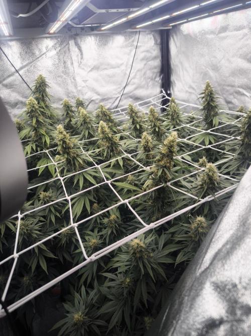 Black Domina. Week 13