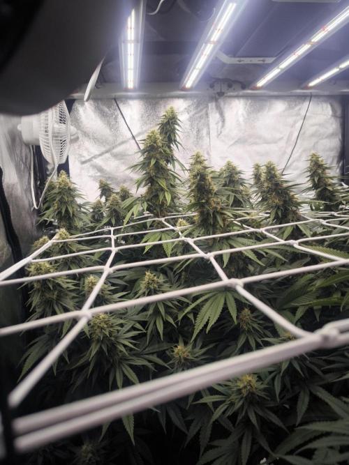 Black Domina. Week 13