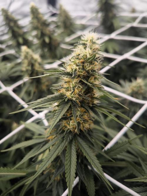 Black Domina. Week 13