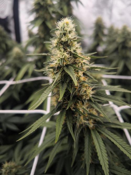 Black Domina. Week 13