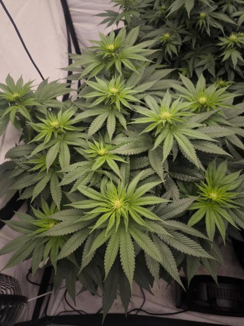 Blue Gelato & Mona Lisa. Week 8