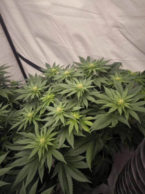 Blue Gelato & Mona Lisa. Week 8