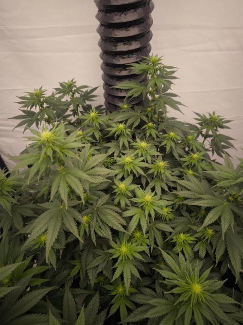 Blue Gelato & Mona Lisa. Week 8