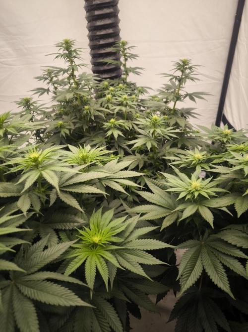 Blue Gelato & Mona Lisa. Week 8