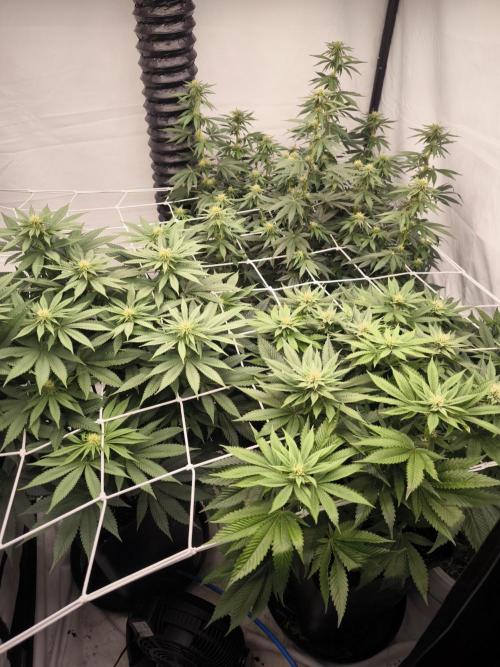 Blue Gelato & Mona Lisa. Week 9