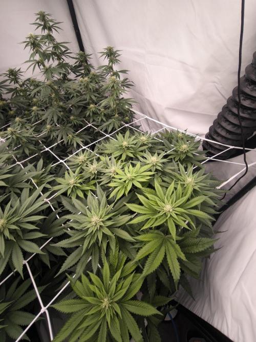 Blue Gelato & Mona Lisa. Week 9 - Mona Lisa 