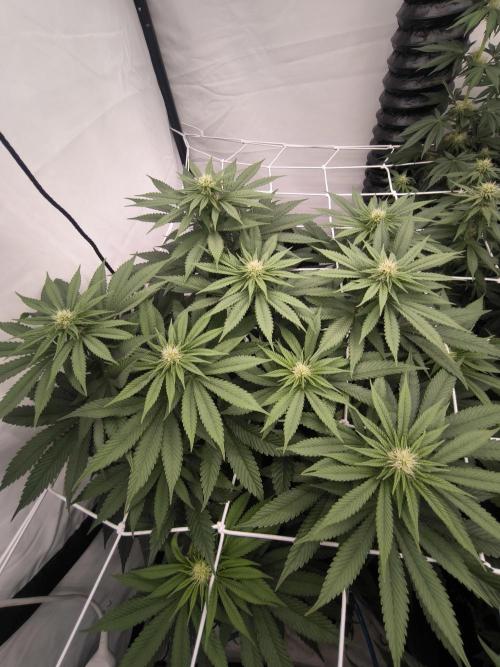 Blue Gelato & Mona Lisa. Week 9 - Mona Lisa 