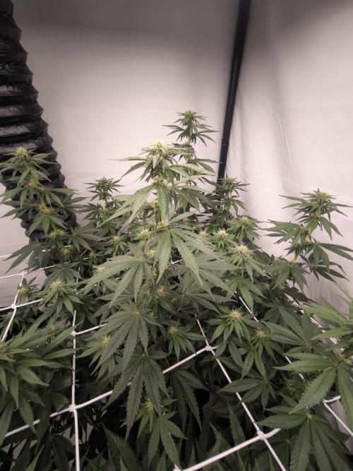Blue Gelato & Mona Lisa. Week 9