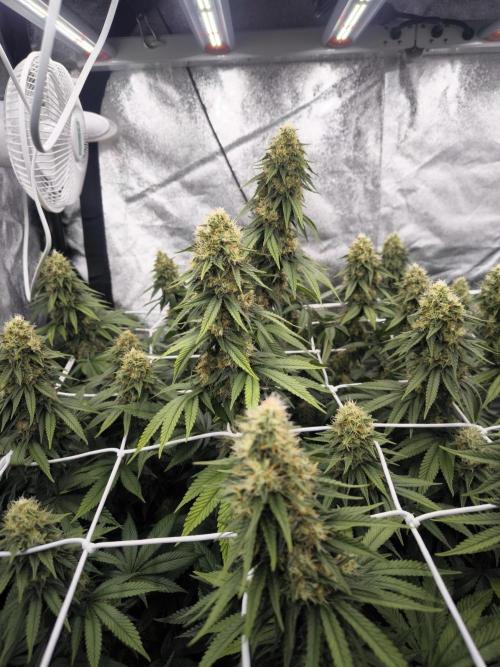 Black Domina. Week 14