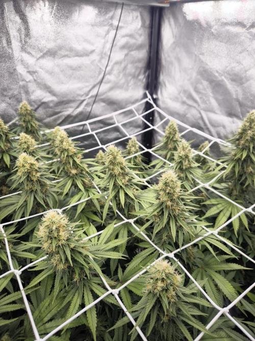 Black Domina. Week 14