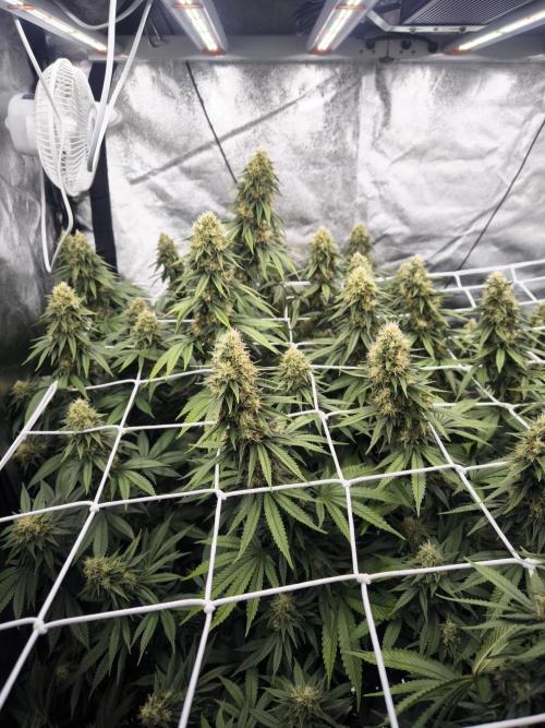 Black Domina. Week 14