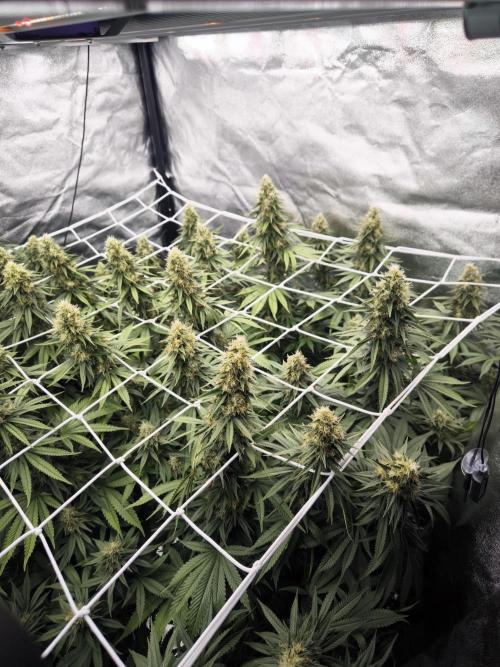 Black Domina. Week 14