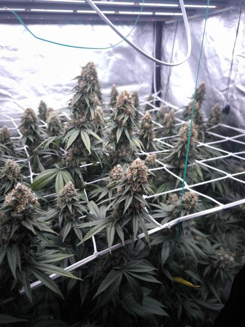 Black Domina. Week 15