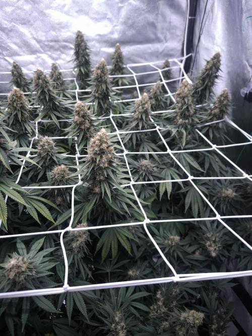 Black Domina. Week 15