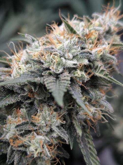 Black Domina. Week 15