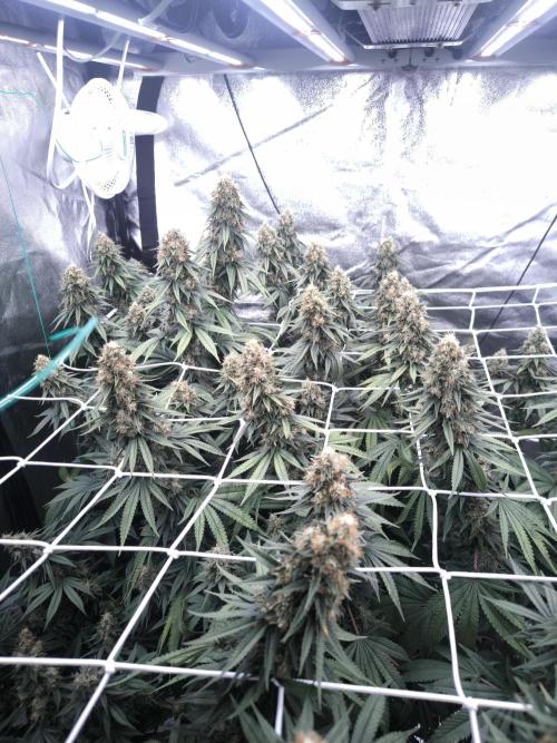 Black Domina. Week 15