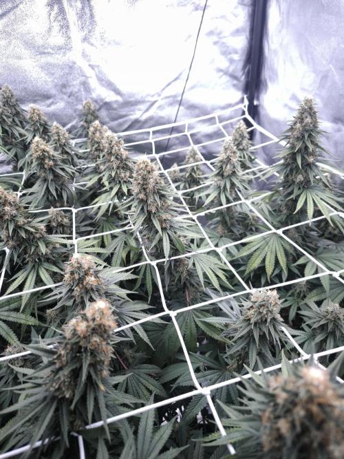 Black Domina. Week 15