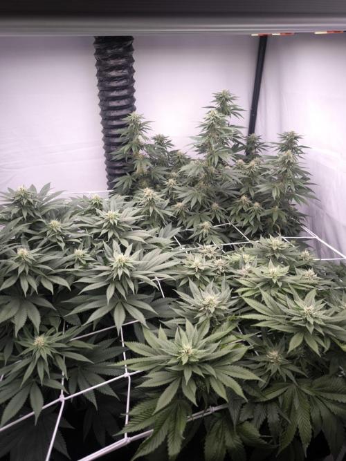 Blue Gelato & Mona Lisa. Week 10