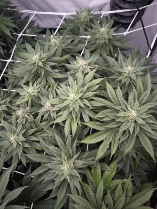 Blue Gelato & Mona Lisa. Week 10 - Mona Lisa 