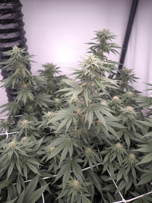 Blue Gelato & Mona Lisa. Week 10 - Blue Gelato 41 