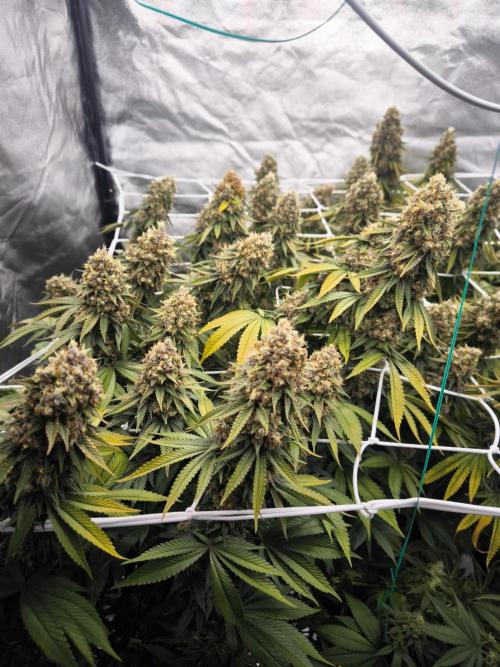 Black Domina. Week 16