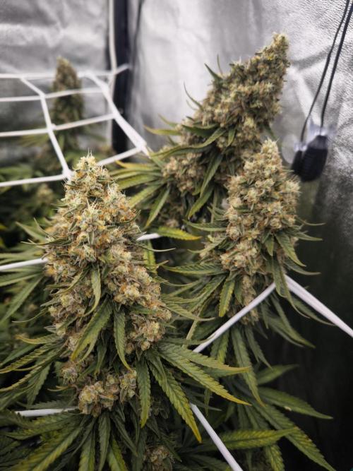Black Domina. Week 16