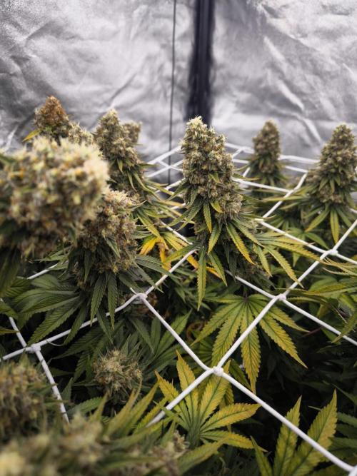 Black Domina. Week 16