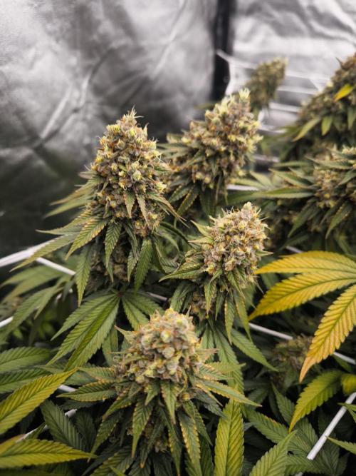 Black Domina. Week 16