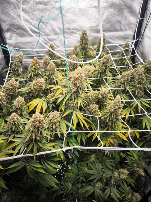 Black Domina. Week 16