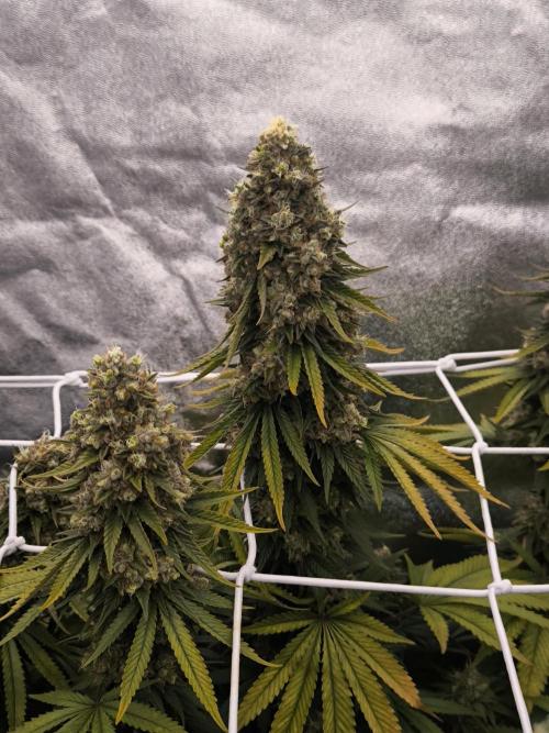 Black Domina Fem. Week 16