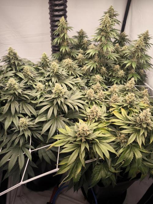 Blue Gelato & Mona Lisa. Week 11