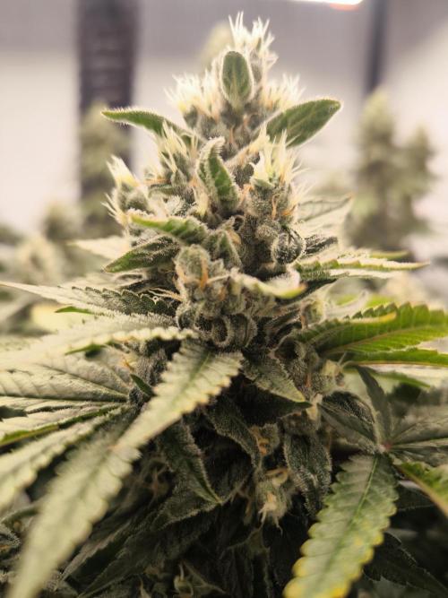 Blue Gelato & Mona Lisa. Week 11 - Mona Lisa 