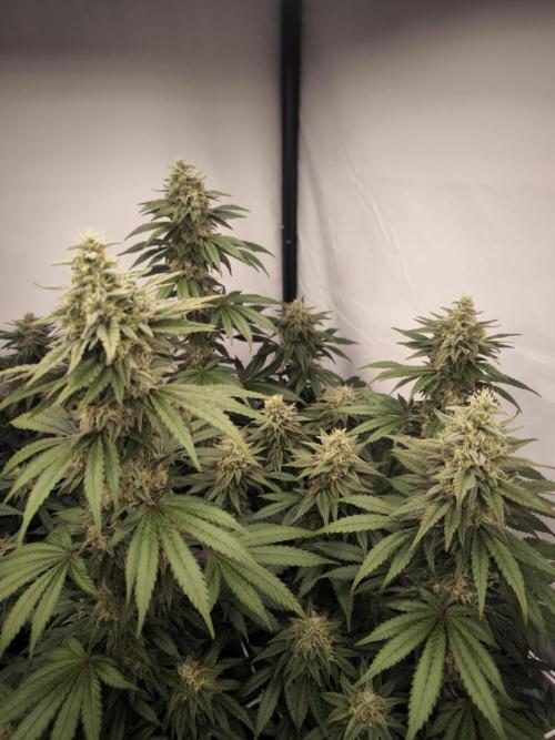 Blue Gelato & Mona Lisa. Week 11 - Blue Gelato 41 