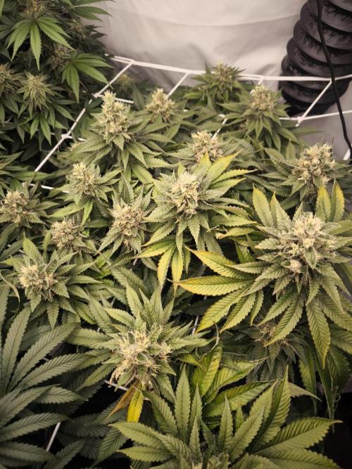 Blue Gelato & Mona Lisa. Week 11 - Mona Lisa 
