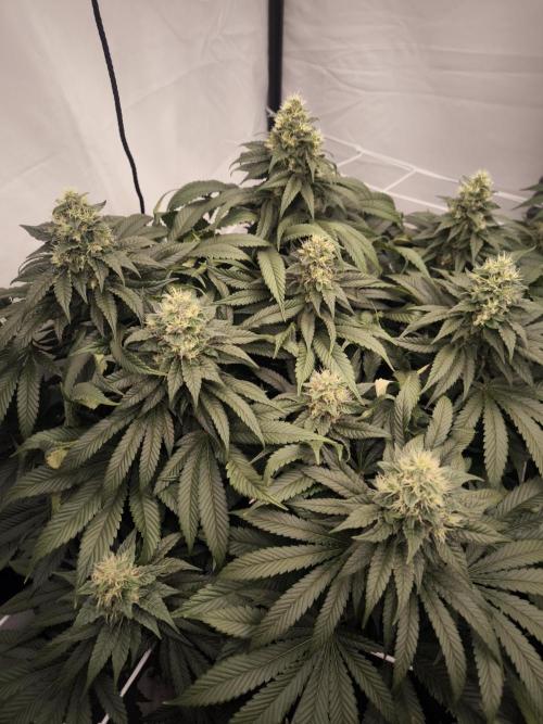 Blue Gelato & Mona Lisa. Week 11 - Mona Lisa 
