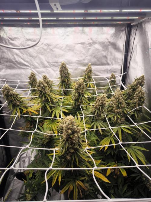 Black Domina. Week 17