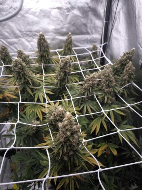 Black Domina. Week 17