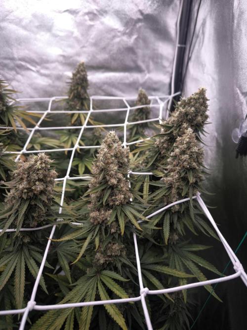 Black Domina. Week 17