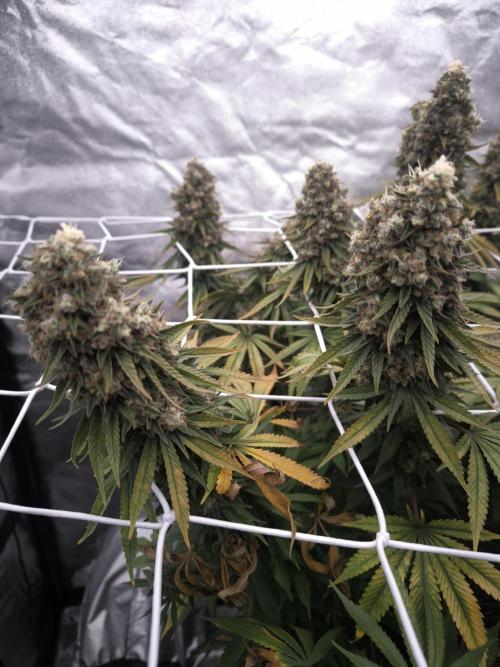Black Domina. Week 17