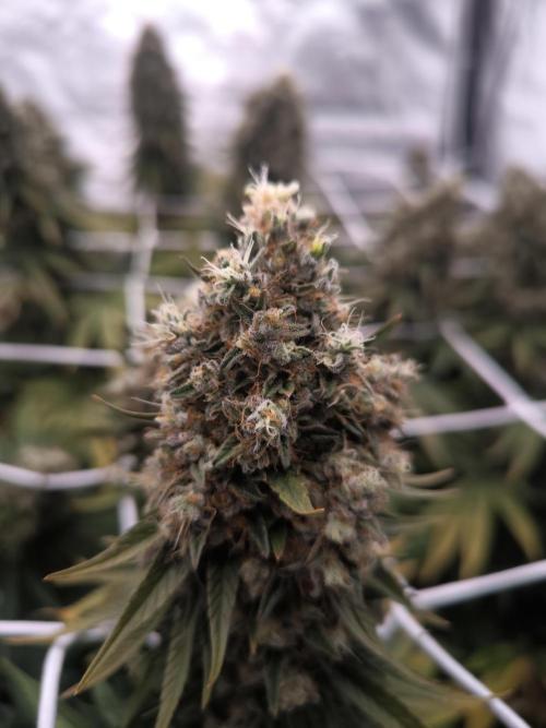 Black Domina. Week 17