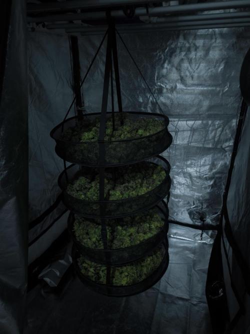 Black Domina Fem. Week 17