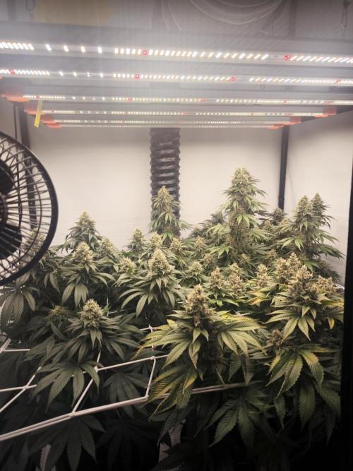 Blue Gelato & Mona Lisa. Week 12