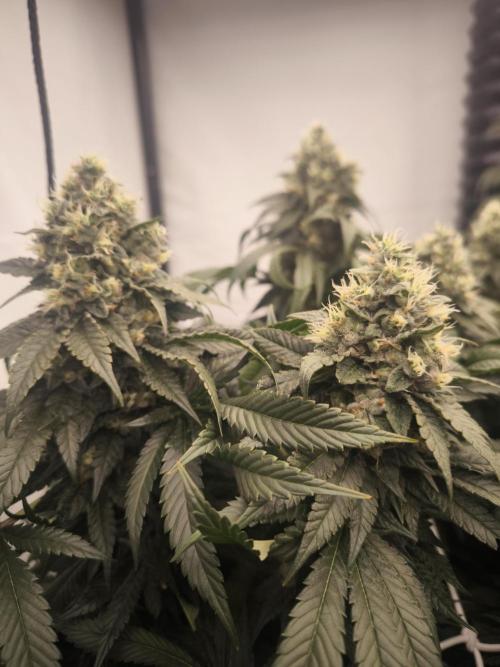 Blue Gelato & Mona Lisa. Week 12 - Mona Lisa 