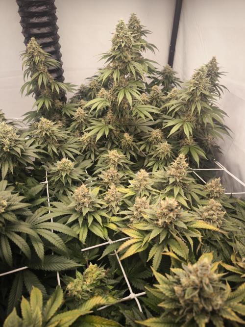 Blue Gelato & Mona Lisa. Week 12
