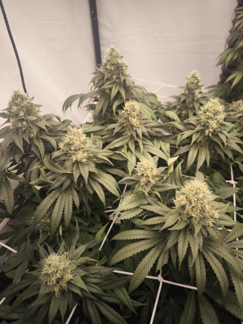 Blue Gelato & Mona Lisa. Week 12