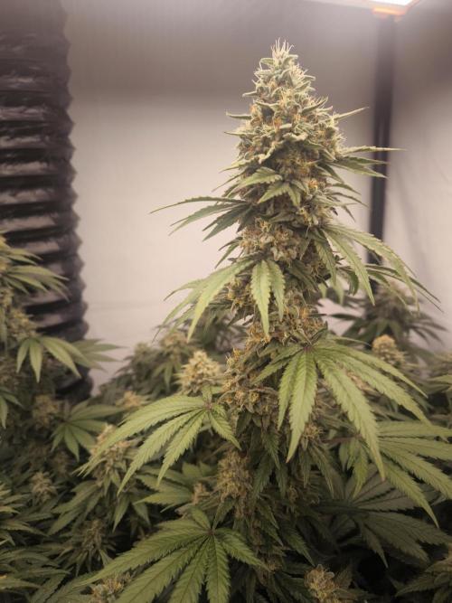 Blue Gelato & Mona Lisa. Week 12 - Blue Gelato 41 
