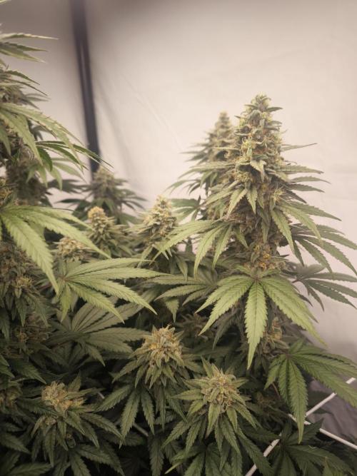 Blue Gelato & Mona Lisa. Week 12 - Blue Gelato 41 