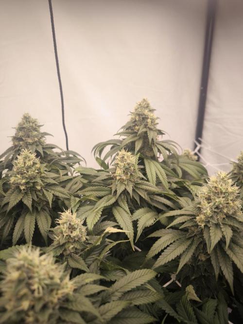 Blue Gelato & Mona Lisa. Week 12 - Mona Lisa 
